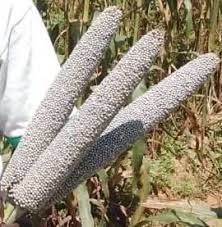 Choice Tropical Gray Millet